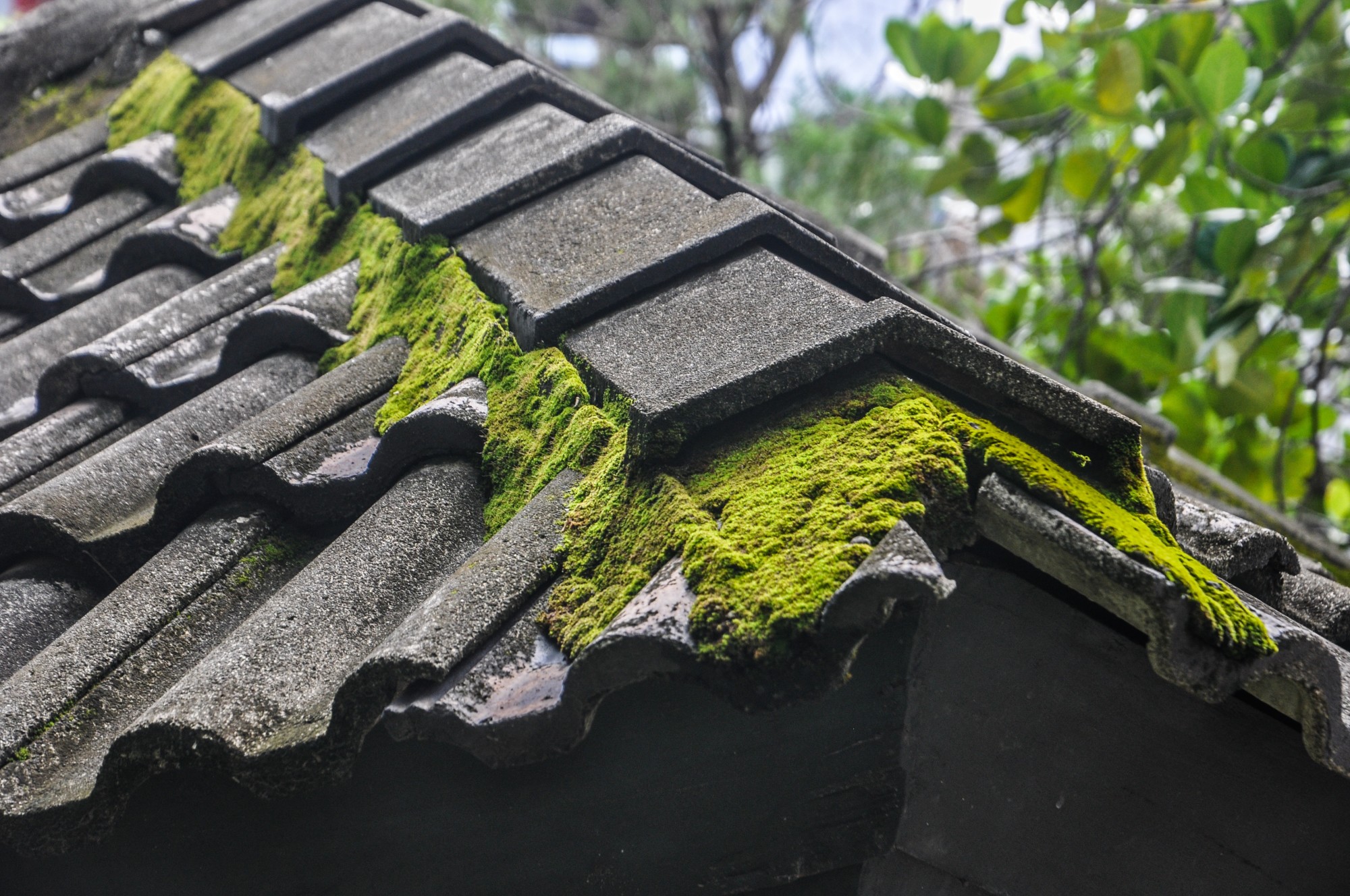 How to Remove Moss From the Roof