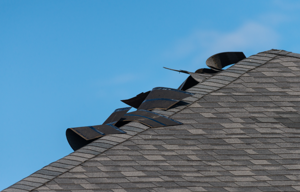 Asphalt shingle roof with curled shingles